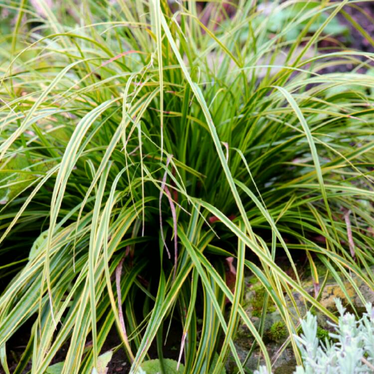 Plant image Carex oshimensis 'Evergold'