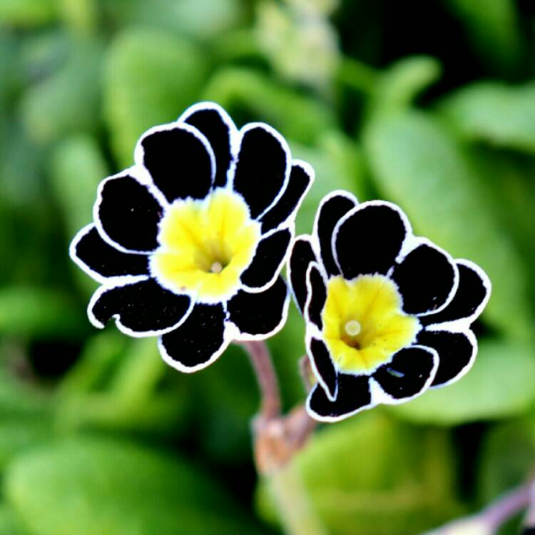 Plant image Primula 'Silver Lace Black'