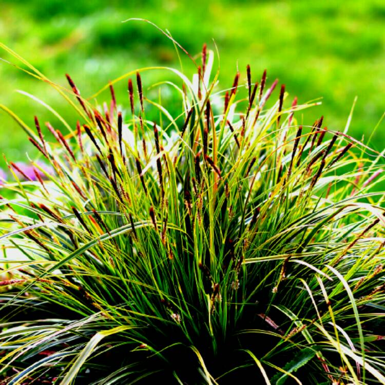 Plant image Carex oshimensis 'Evergold'