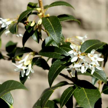 Osmanthus x burkwoodii