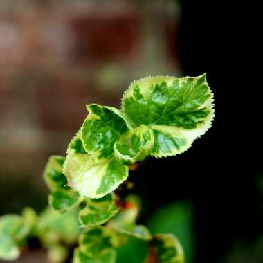 Hydrangea petiolaris 'Silver Lining' syn. Hydrangea anomala subsp. petiolaris 'Silver Lining'