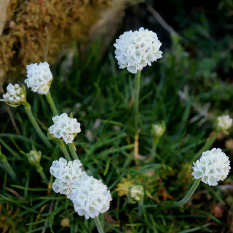 Plant image Armeria maritima 'Alba'