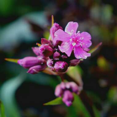 Silene viscaria 'Splendens' syn. Lychnis viscaria 'Splendens'