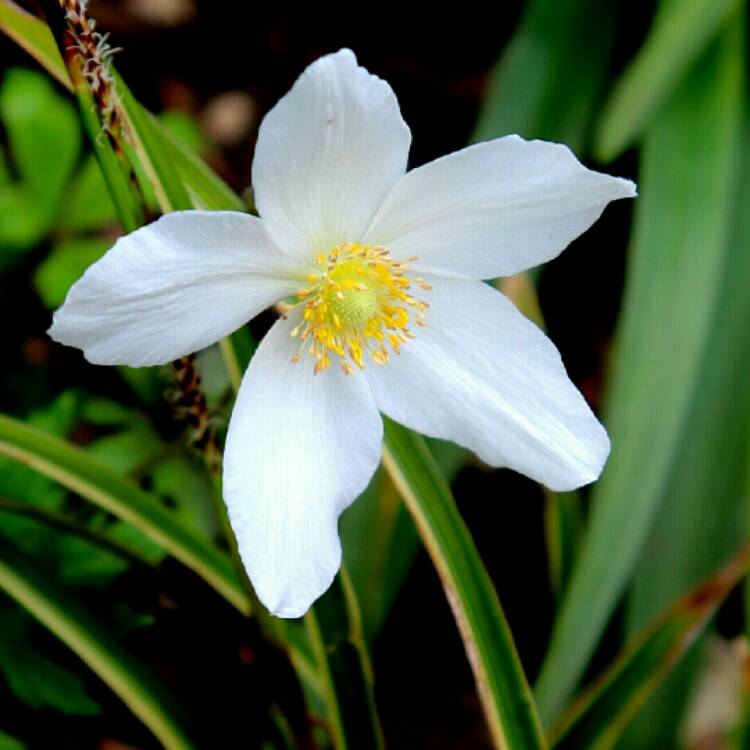 Plant image Anemone sylvestris