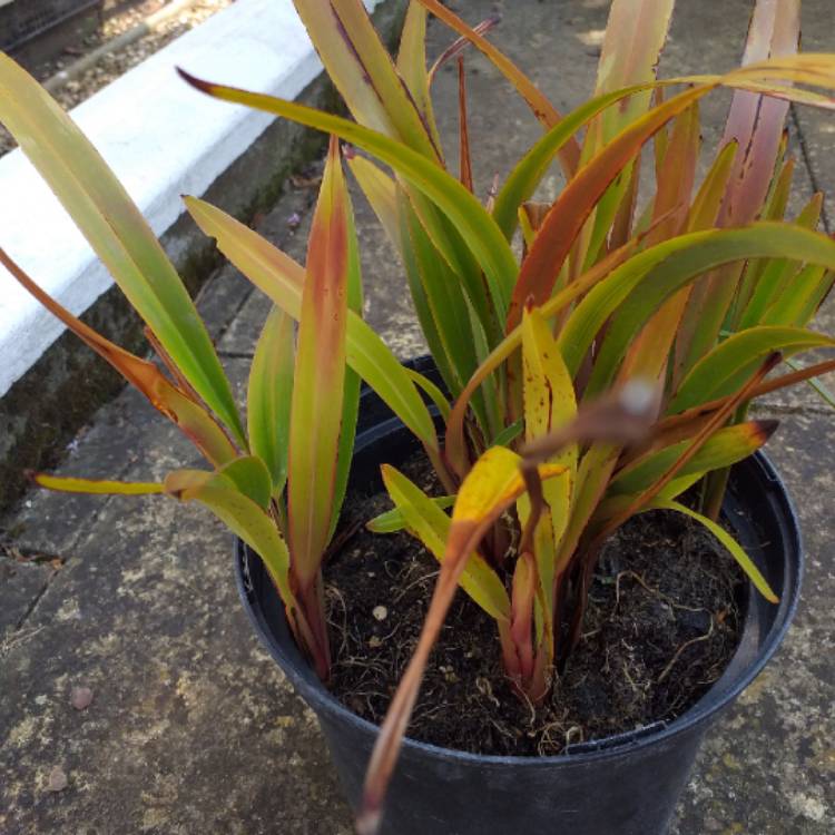 Plant image Dianella tasmanica 'Tas Red'