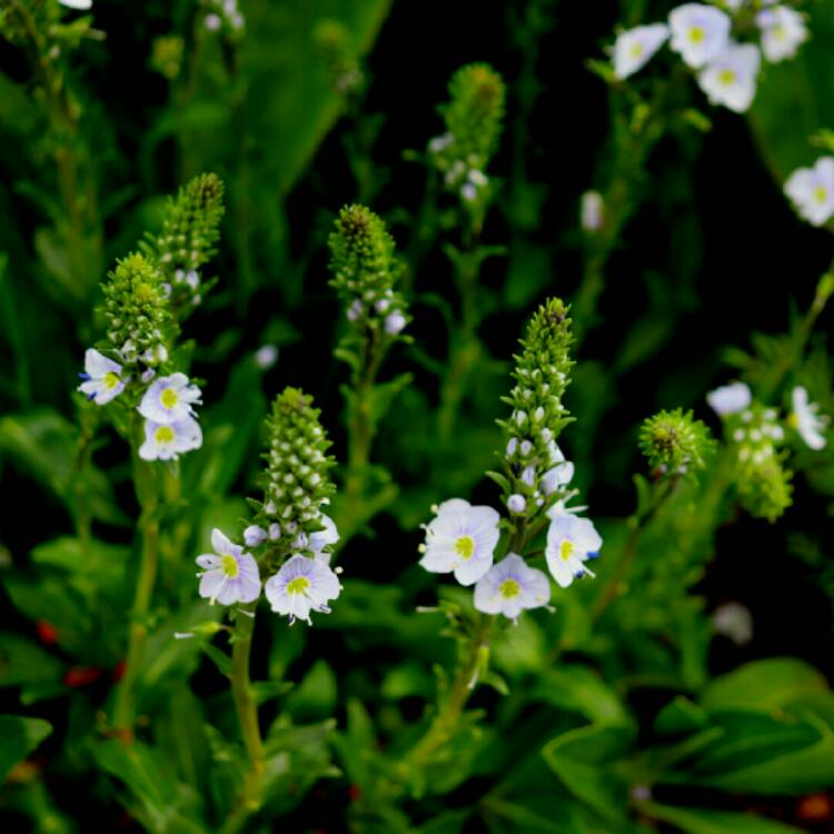 Plant image Veronica gentianoides