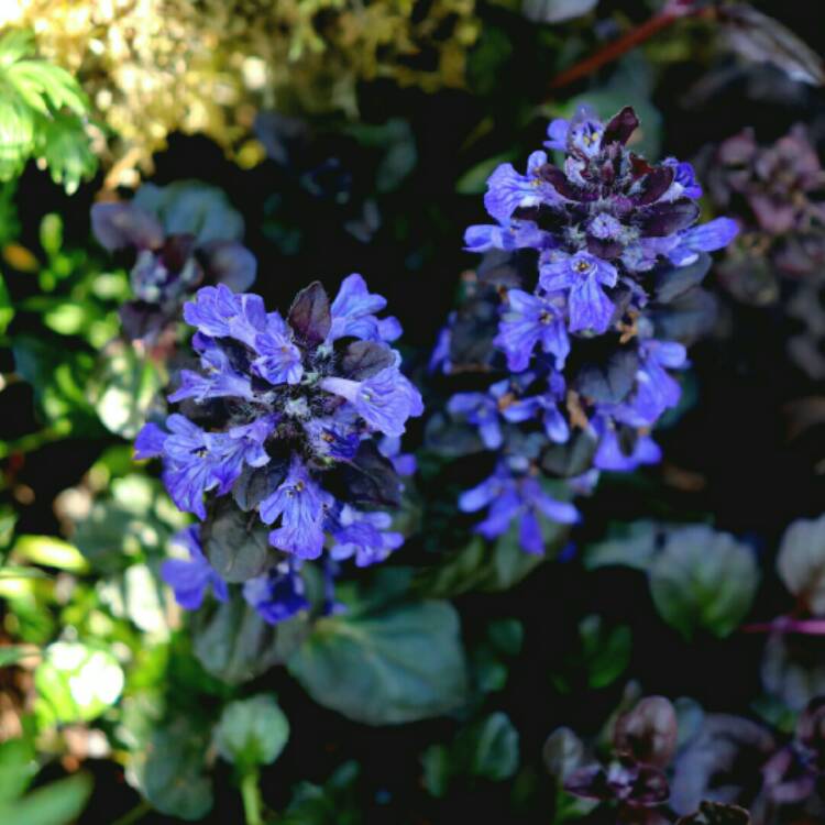 Plant image Ajuga reptans 'Binblasca' syn. Ajuga reptans 'Black Scallop'