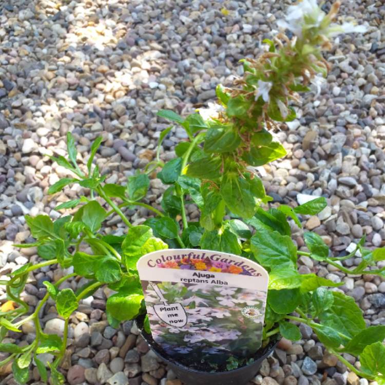 Plant image Ajuga reptans f. albiflora 'Alba'