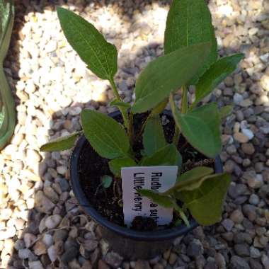 Rudbeckia subtomentosa 'Henry Eilers'