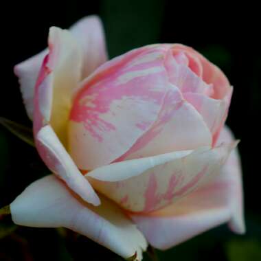 Rosa 'Delrosar' syn. Rosa 'Billet Doux', Rosa 'Love Letter'