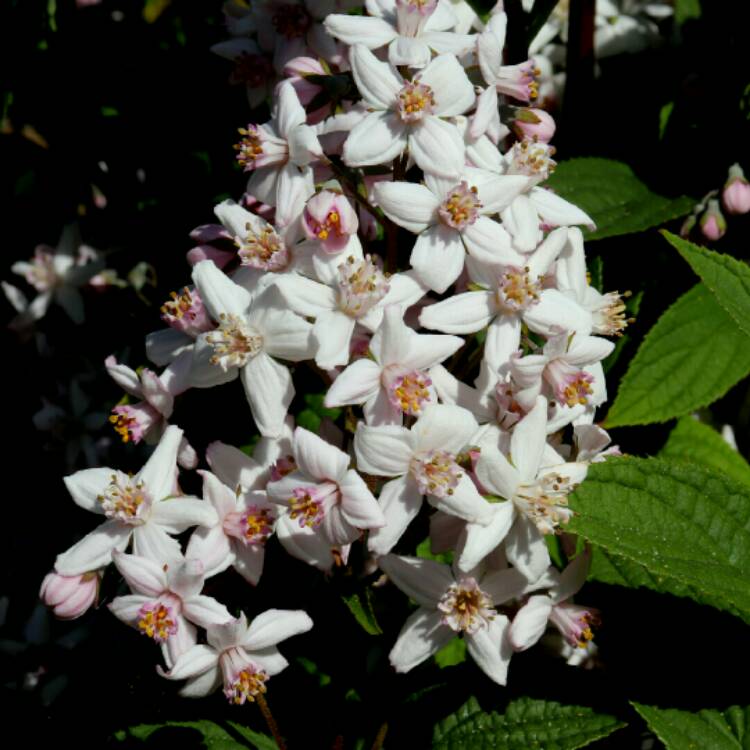 Plant image Deutzia x hybrida 'Mont Rose'