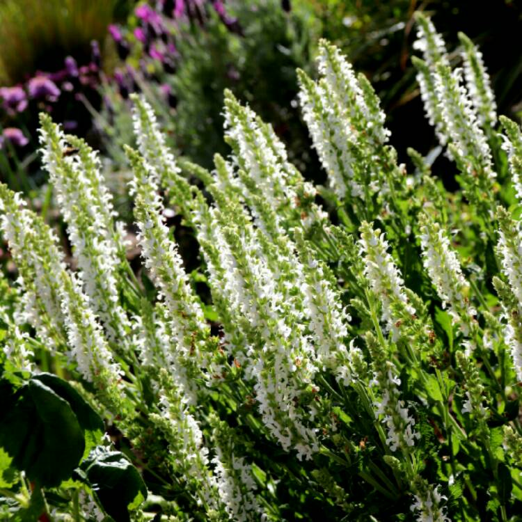 Plant image Salvia x sylvestris 'Schneehugel' syn. Salvia x sylvestris 'Snow Hill'