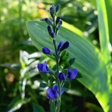 Baptisia australis