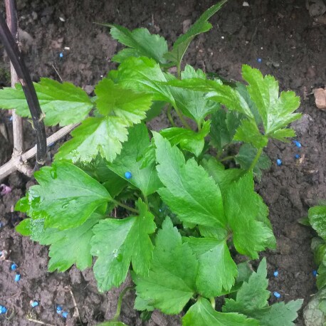 Plant image Anemone Hupehensis var. japonica 'Fantasy Cinderella'