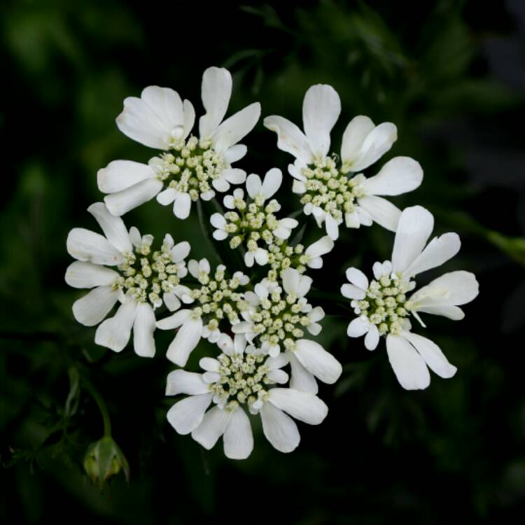 Plant image Orlaya Grandiflora