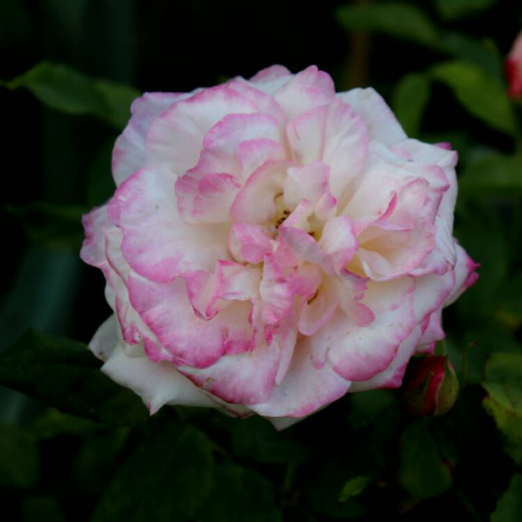 plant image 1326376