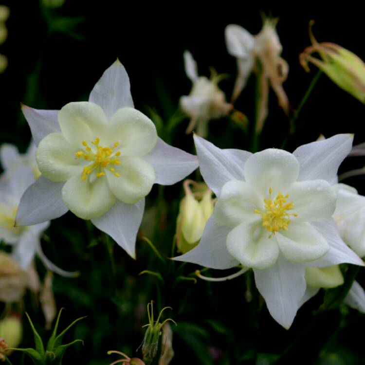 Plant image Aquilegia 'White Star'