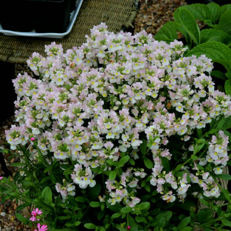 plant image 1330604