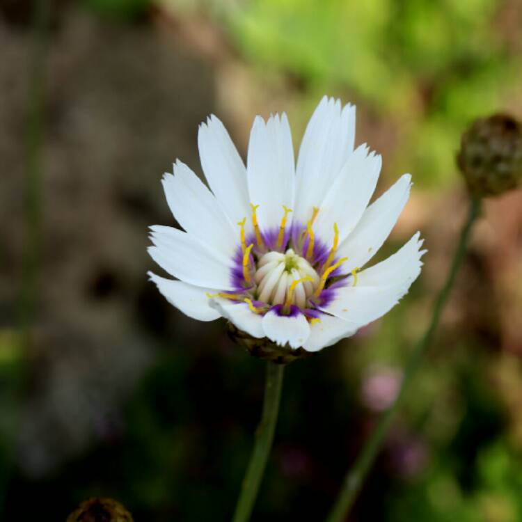 Plant image Catananche Caerulea Alba