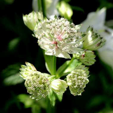 Astrantia major subsp. involucrata 'Shaggy'