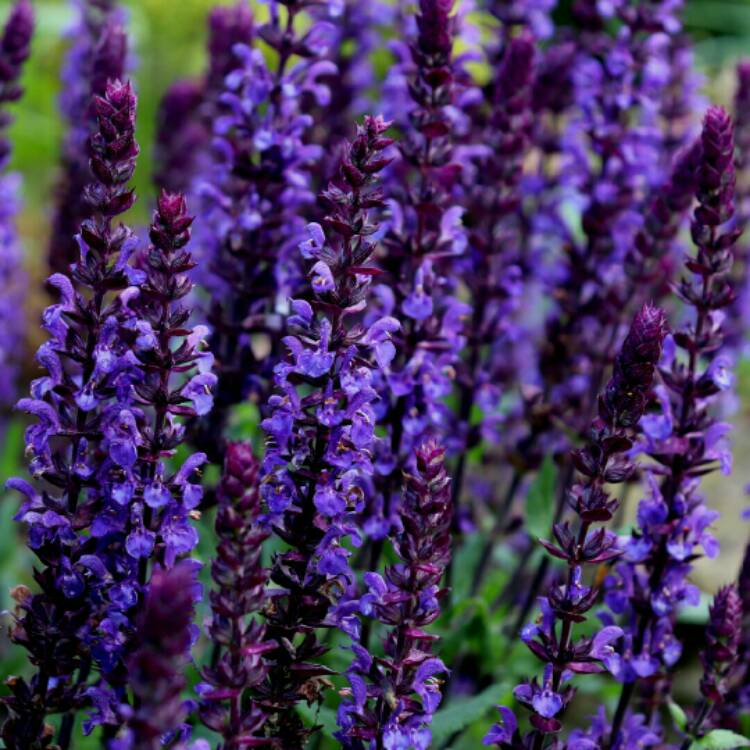 Plant image Salvia nemorosa 'New Dimension Blue'