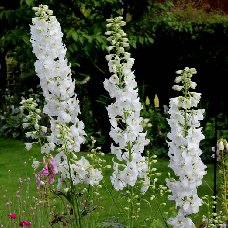 Plant image Delphinium 'Galahad'