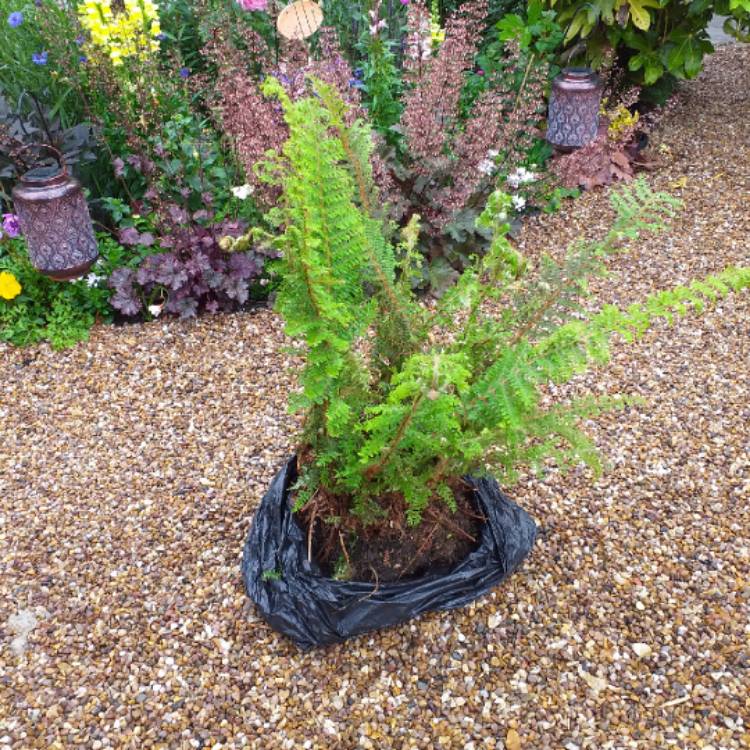 Plant image Dryopteris filix-mas 'Linearis Polydactyla'