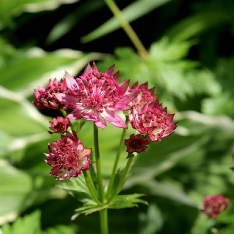 Plant image Astrantia major 'Venice'