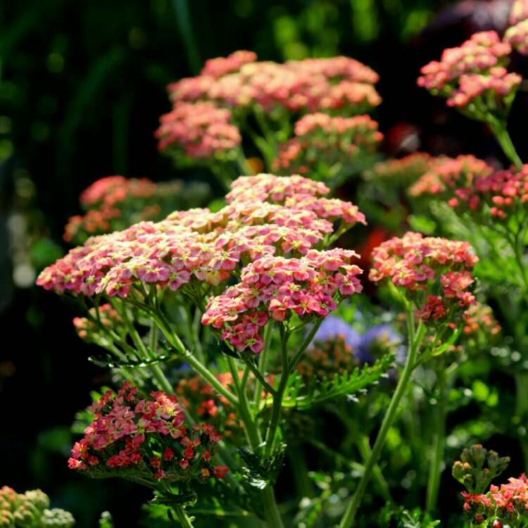 Plant image Achillea millefolium 'Peachy Seduction'