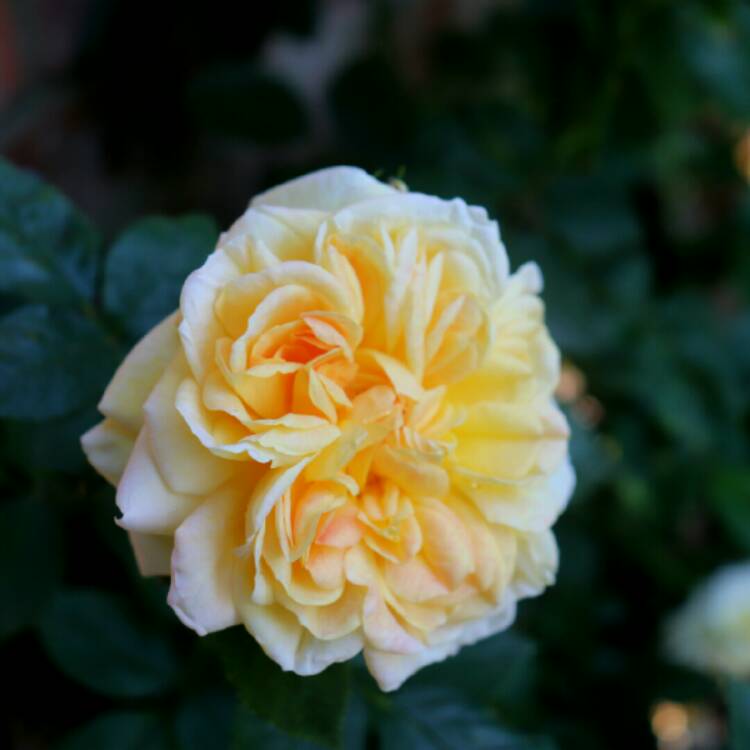 Plant image Rosa 'Alchymist'