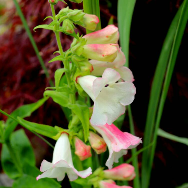 Plant image Penstemon 'Apple Blossom'