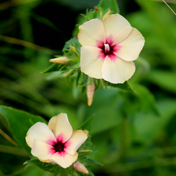 Plant image Phlox drummondii 'Cherry Caramel'