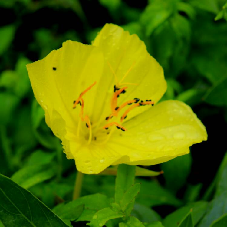 Plant image Oenothera macrocarpa 'Summer Sun' syn. Oenothera missouriensis