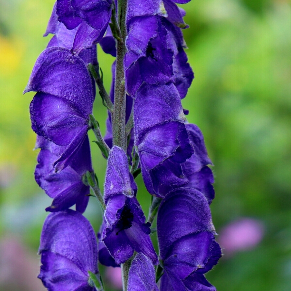 Plant image Aconitum