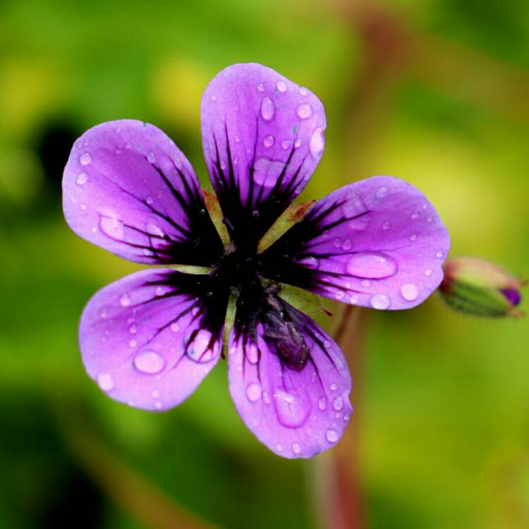 Plant image Geranium 'Ann Folkard'