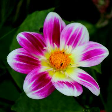 Dahlia 'Collarette Dandy'