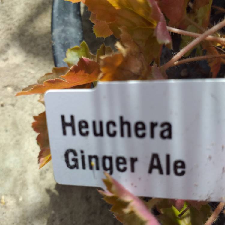 Plant image Heuchera 'Ginger ale'