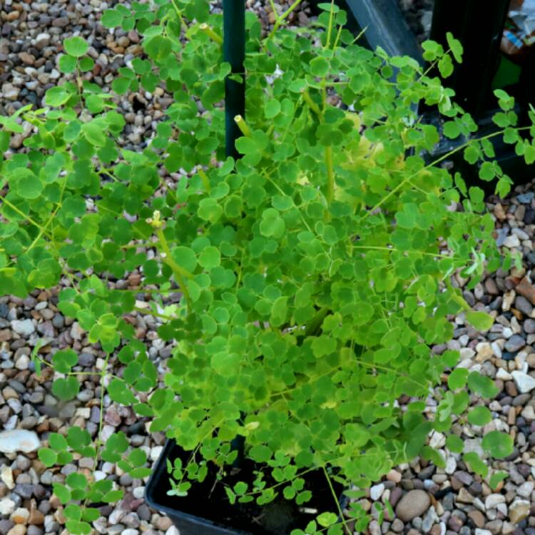 Plant image Thalictrum 'Splendide White'