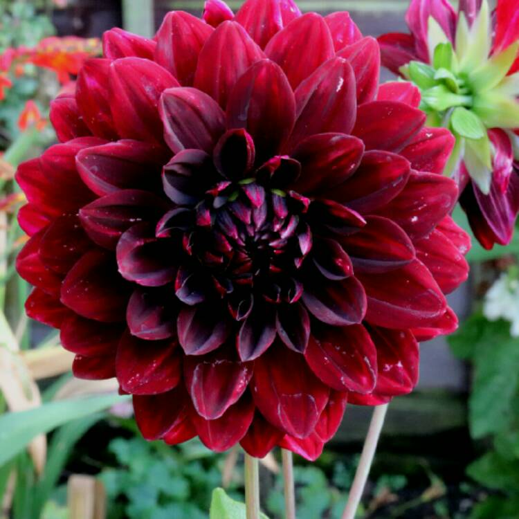 Plant image Dahlia 'Arabian Night'