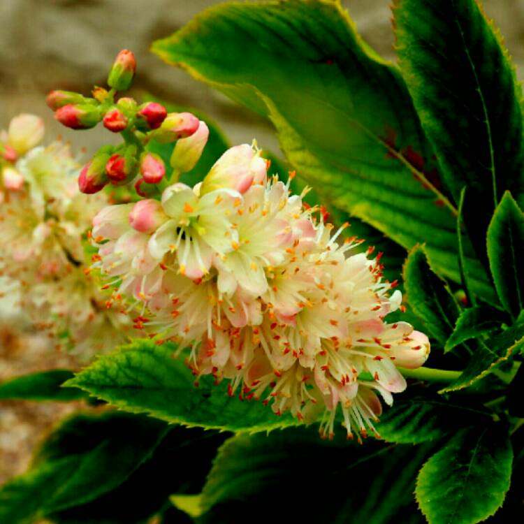 Plant image Clethra Alnifolia 'Pink Spires'