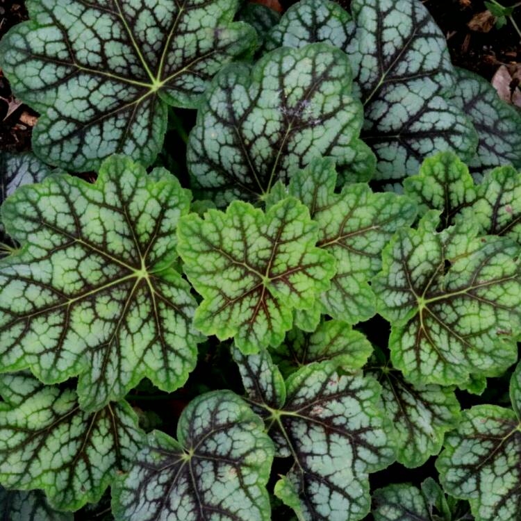 Plant image Heuchera 'Marvelous Marble'