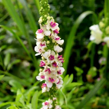 Verbascum