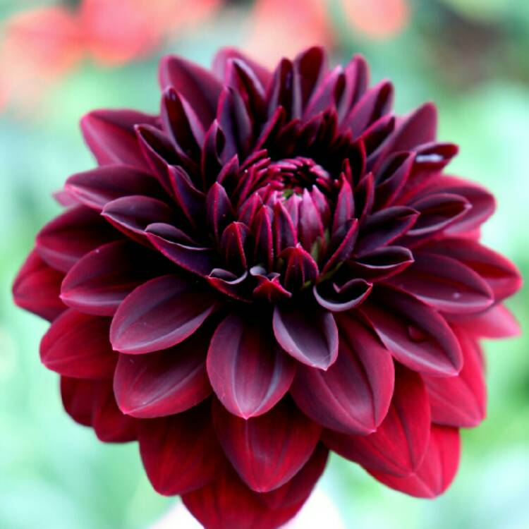 Plant image Dahlia 'Arabian Night'