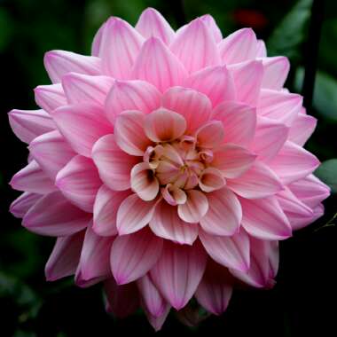 Dahlia 'Karma Prospero'