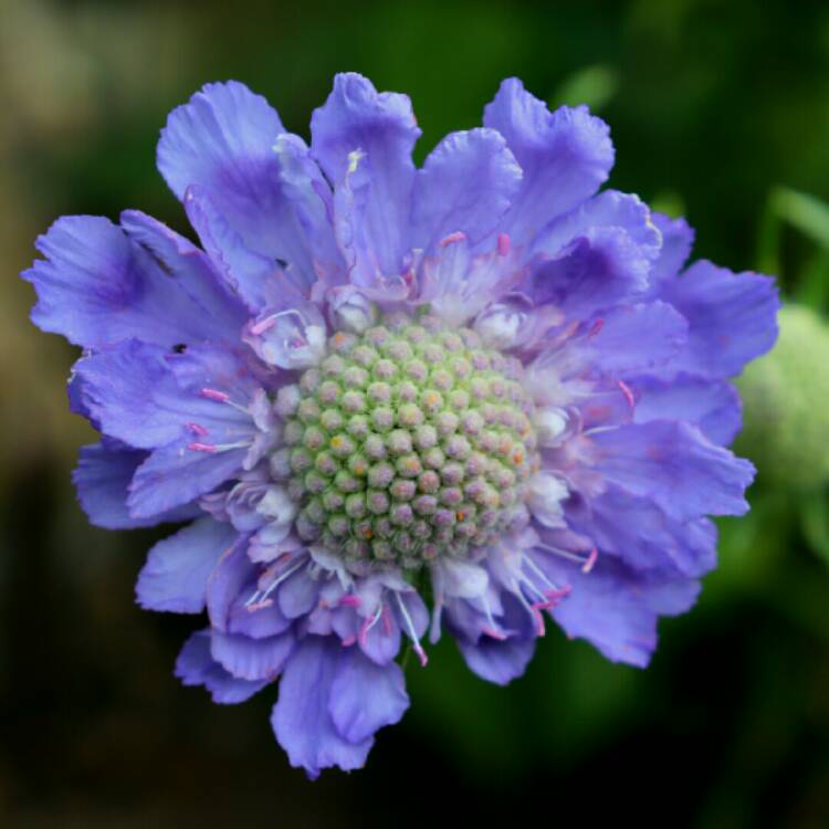 Plant image Scabiosa Caucasica 'Fama Blue'