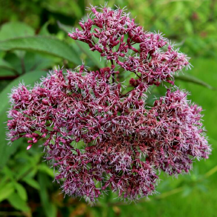 Plant image Eupatorium maculatum 'Atropurpureum'