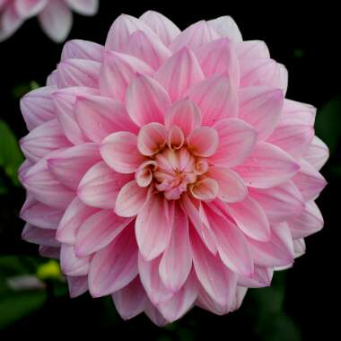 Dahlia 'Karma Prospero'