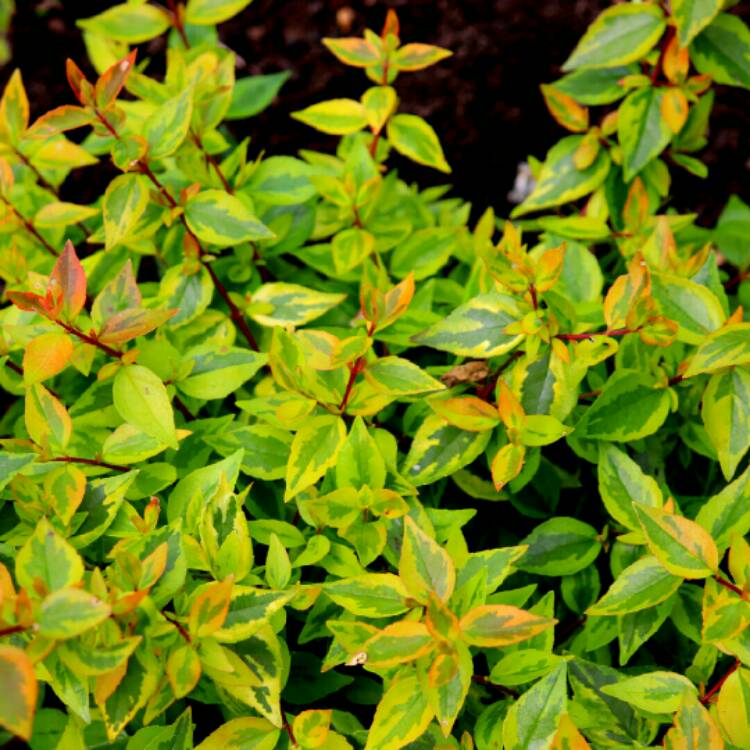 Plant image Linnaea x grandiflora 'Kaleidoscope' syn. Abelia x grandiflora 'Kaleidoscope'