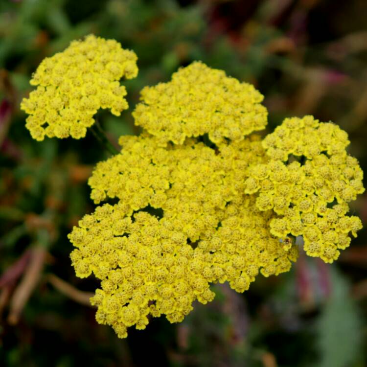 Plant image Achillea 'Moonshine'