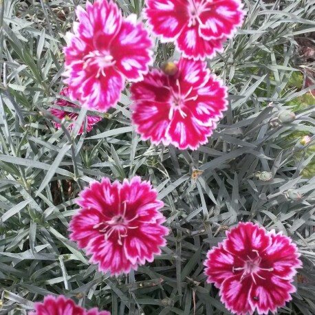 Plant image Dianthus 'Devon Xera 'Firestar'